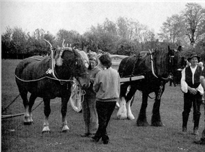 400 kING jAMES hORSES